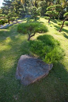 coniferous trees and rocks on a background of blue sky