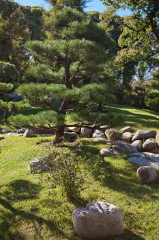 coniferous trees and rocks on a background of blue sky