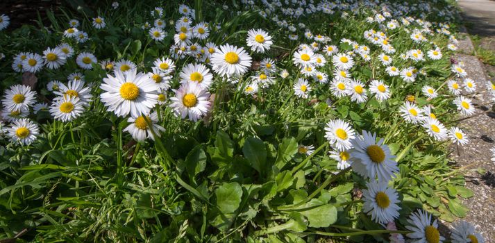 Field of Daisy Flowers near a city street.