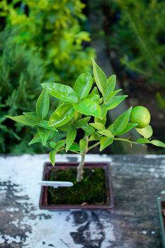 Tangerine Bonsai in Japanese Garden