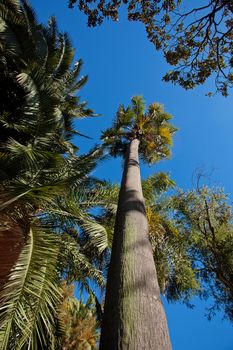 big palm tree against a blue sky