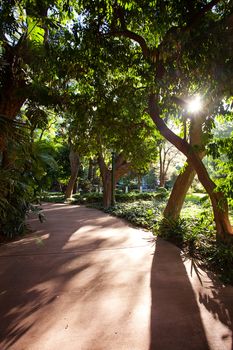 avenue of tropical trees and sun