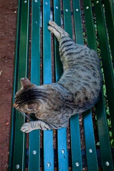 portrait of a street cat outdoor