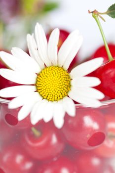 glass cup with cherries and chamomile