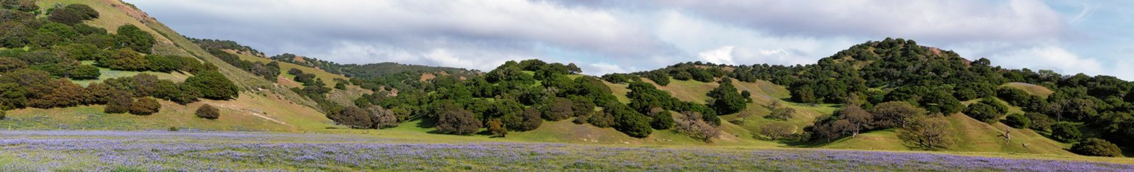 Panorama of Silver Lupine Growing Wild in Meadow in the Chaparral of California's Central Coast.