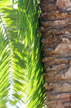 leaf of palm tree in sunlight