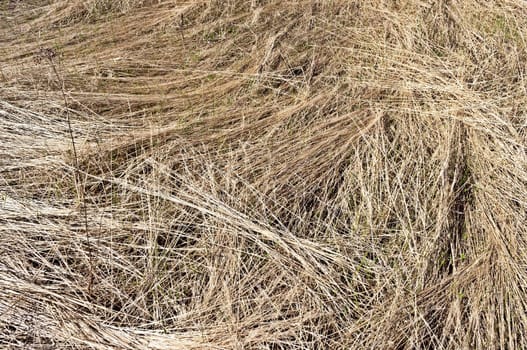 Close up of lying dry grass background