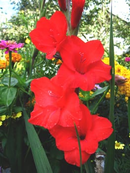 beautiful and bright flower of red gladiolus