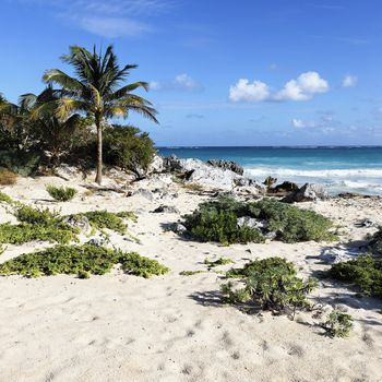 desert caribbean beach in summer in Mexico