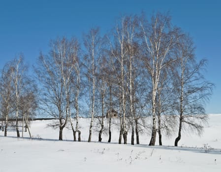 Group of birches on the village outskirts in early spring