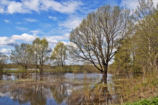 Trees standing in water during a spring flood