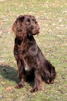 German Spaniel in the autumn garden