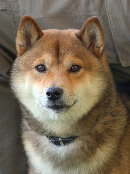 The portrait of Shiba dog