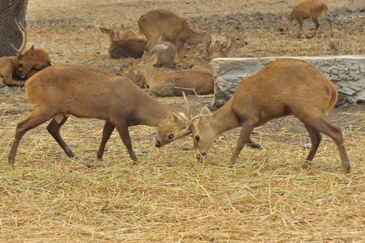 Two white-tailed deer sparring in a zoo,this is instinct of wildlife.