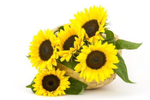Beautiful sunflower bouquet in a basket (Helianthus)