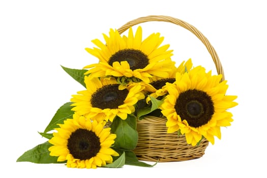 Beautiful sunflower bouquet in a basket (Helianthus)