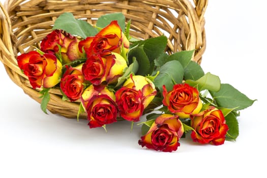 red and yellow roses in a basket