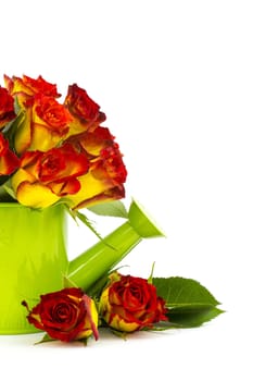 red and yellow roses