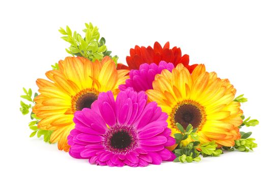 gerbera daisies