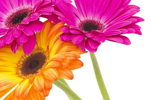 gerbera daisies