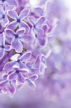 Blooming lilac flowers. Abstract background. Macro photo. 