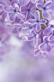 Blooming lilac flowers. Abstract background. Macro photo.