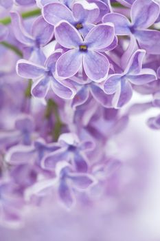 Blooming lilac flowers. Abstract background. Macro photo.