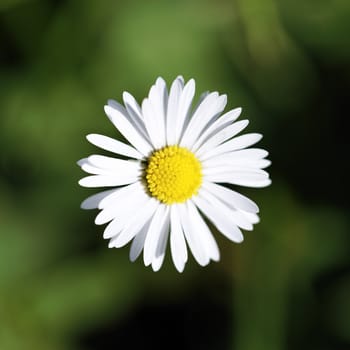 Lovely daisy, with a shining heart in spring