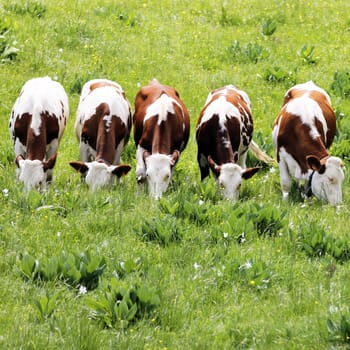 The white and brown cows browse in the green field 