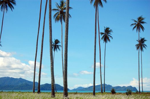 Palms at coast sea bay view, Papua New Guinea