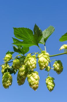 branch of green hops