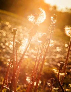 dandelion at sunset in a golden light