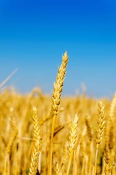 one golden ear of wheat. soft focus