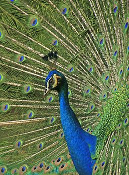 Portrait of male Indian Peafowl (Pavo cristatus)