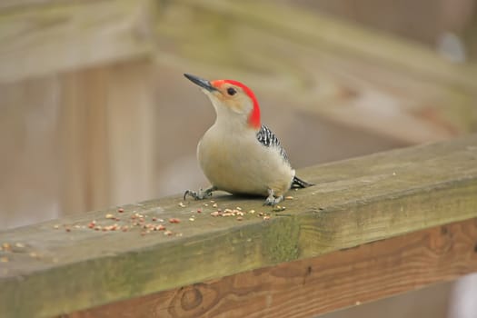 Red-bellied Woodpecker (Melanerpes carolinus) male