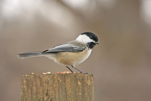 Black-capped Chickadee (Poecile atricapillus)