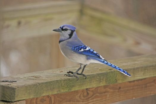 Blue Jay (Cyanocitta cristata)