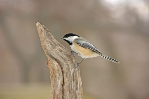 Black-capped Chickadee (Poecile atricapillus)