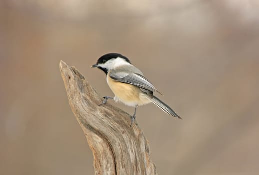 Black-capped Chickadee (Poecile atricapillus)