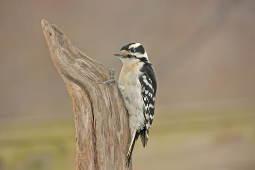 Downy Woodpecker (Picoides pubescens) female