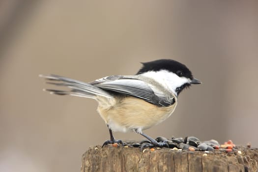 Black-capped Chickadee (Poecile atricapillus)