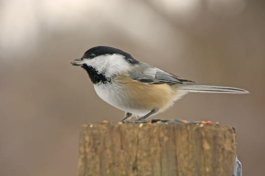 Black-capped Chickadee (Poecile atricapillus)