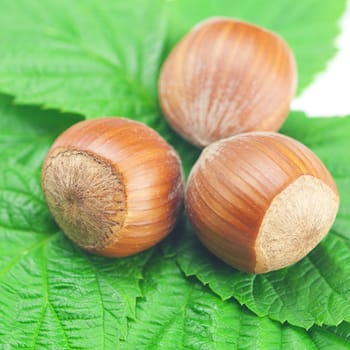 hazelnuts and green leaves