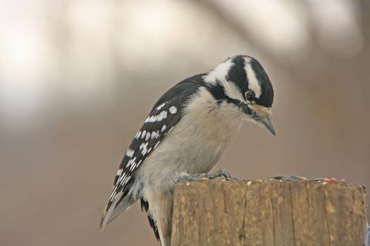 Downy Woodpecker (Picoides pubescens) female