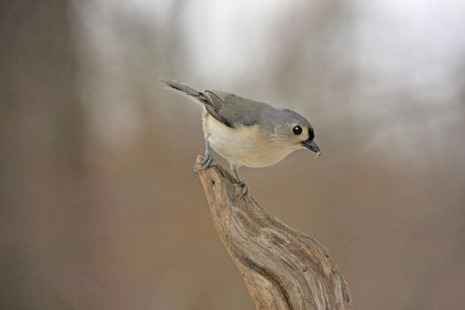 Tufted Titmouse (Baeolophus bicolor)