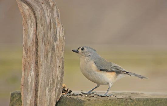 Tufted Titmouse (Baeolophus bicolor)