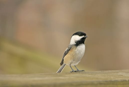 Black-capped Chickadee (Poecile atricapillus)