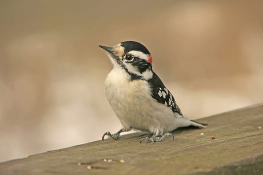 Downy Woodpecker (Picoides pubescens) male