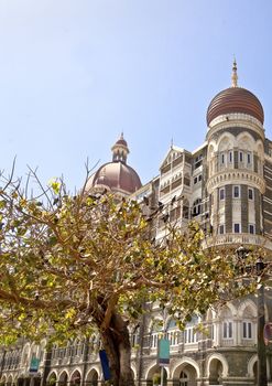 Vertical landscape of a tree full of pigeons which has a protection order for the birds, with the Taj Hotel in the background. The hotel stands in full view of the India Gateway and both landmarks are very popular destinations for tourists to Bombay India. Rendered photograph