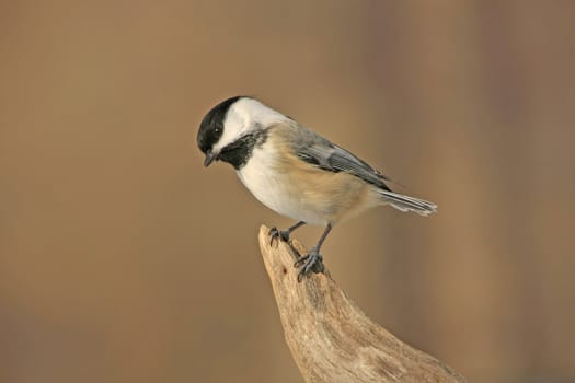 Black-capped Chickadee (Poecile atricapillus)